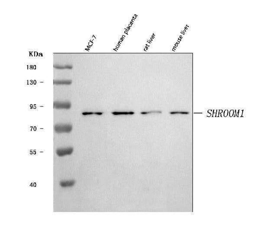 Anti-SHROOM1 Antibody Picoband® Boster Bio