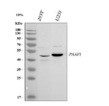 Anti-PAAF1 Antibody Picoband® Boster Bio