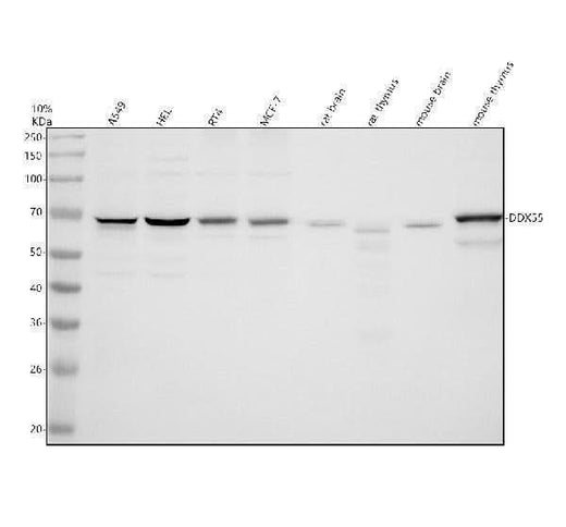 Anti-DDX55 Antibody Picoband® Boster Bio