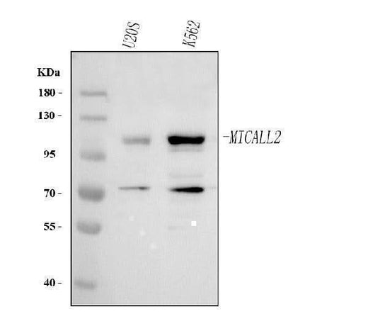 Anti-MICALL2 Antibody Picoband® Boster Bio
