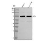 Anti-EXTL1 Antibody Picoband® Boster Bio