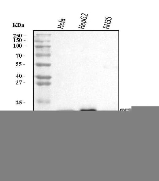 Anti-SDF2 Antibody Picoband® Boster Bio