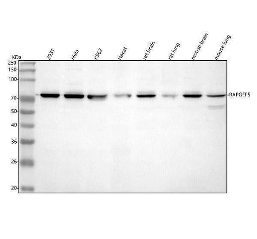 Anti-RAPGEF5 Antibody Picoband® Boster Bio