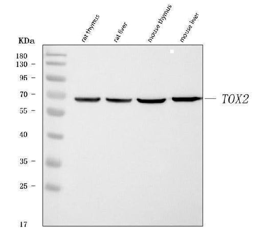 Anti-TOX2 Antibody Picoband® Boster Bio