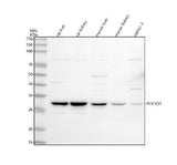 Anti-PHYHD1 Antibody Picoband® Boster Bio