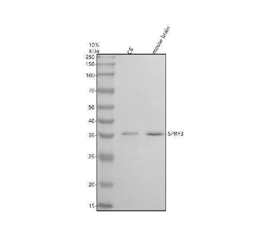 Anti-SPRY3 Antibody Picoband® Boster Bio