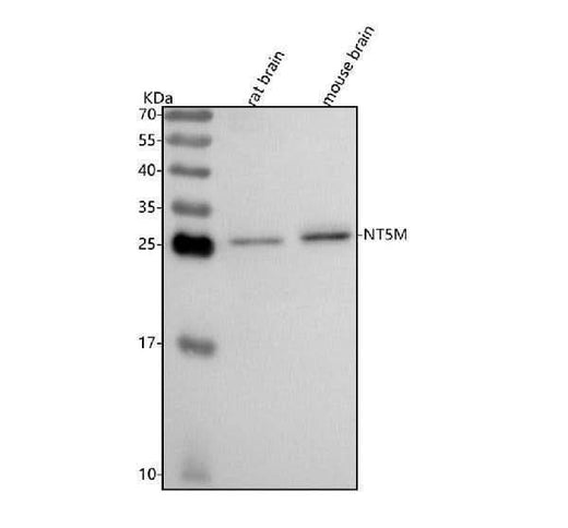Anti-NT5M Antibody Picoband® Boster Bio