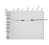 Anti-POLR3C Antibody Picoband® Boster Bio