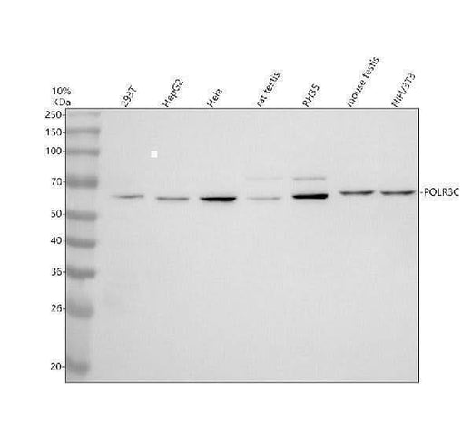Anti-POLR3C Antibody Picoband® Boster Bio
