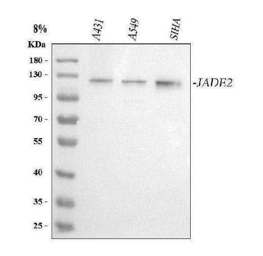 Anti-PHF15/JADE2 Antibody Picoband® Boster Bio
