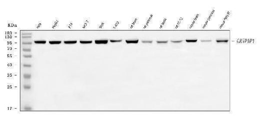 Anti-GRASP1/GRIPAP1 Antibody Picoband® Boster Bio