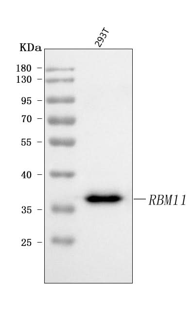 Anti-RBM11 Antibody Picoband® Boster Bio