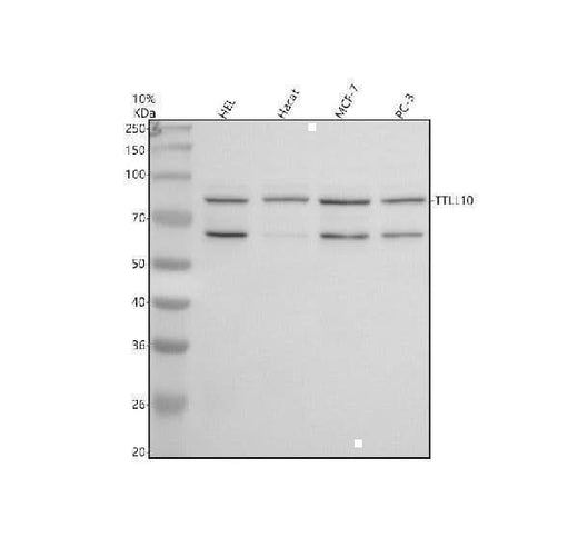 Anti-TTLL10 Antibody Picoband® Boster Bio