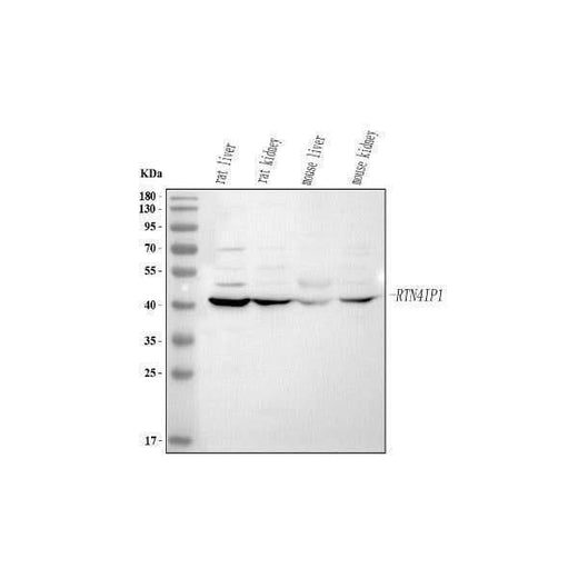 Anti-RTN4IP1 Antibody Picoband® Boster Bio