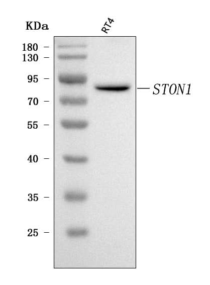 Anti-STON1 Antibody Picoband® Boster Bio