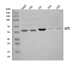 Anti-LACTB Antibody Picoband® Boster Bio