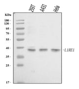 Anti-L1RE1 Antibody Picoband® Boster Bio