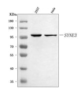 Anti-Nesprin3/SYNE3 Antibody Picoband® Boster Bio