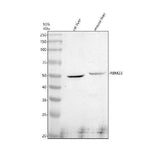 Anti-RBM23 Antibody Picoband® Boster Bio