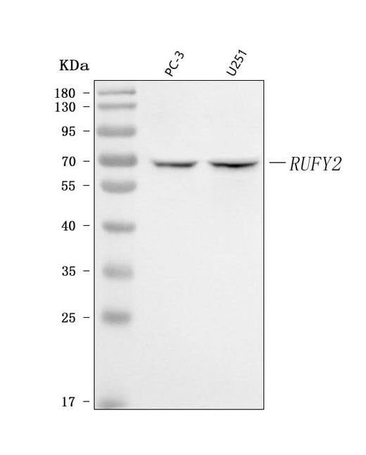 Anti-RUFY2 Antibody Picoband® Boster Bio
