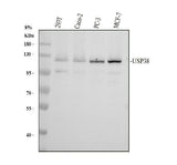 Anti-USP38 Antibody Picoband® Boster Bio