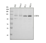 Anti-USP38 Antibody Picoband® Boster Bio