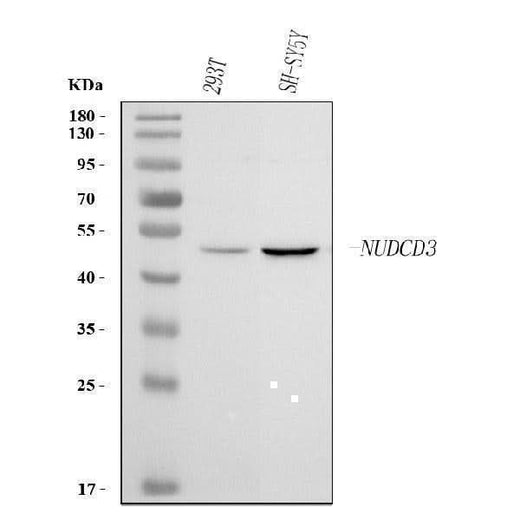 Anti-NUDCD3 Antibody Picoband® Boster Bio