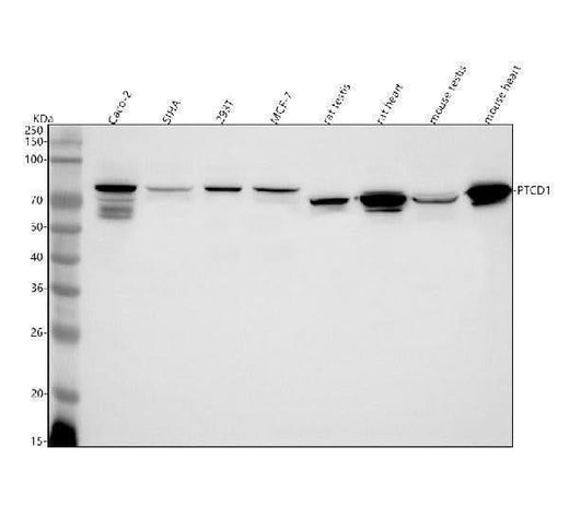Anti-PTCD1 Antibody Picoband® Boster Bio
