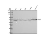 Anti-MEIOB Antibody Picoband® Boster Bio