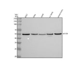 Anti-MEIOB Antibody Picoband® Boster Bio