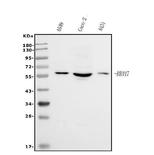 Anti-RBM47 Antibody Picoband® Boster Bio