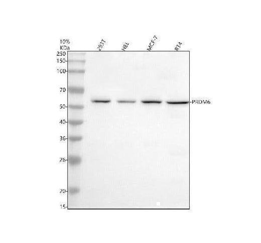 Anti-PRDM6 Antibody Picoband® Boster Bio