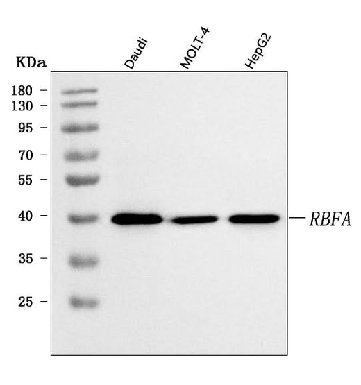 Anti-C18orf22/RBFA Antibody Picoband® Boster Bio
