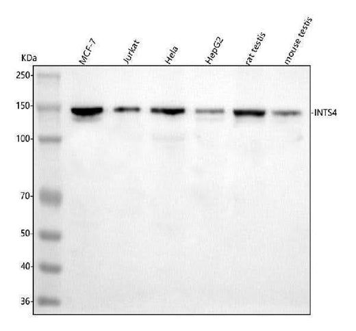 Anti-INTS4 Antibody Picoband® Boster Bio