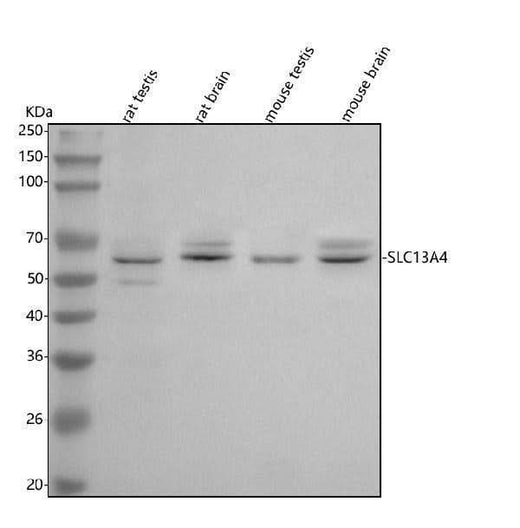 Anti-SLC13A4 Antibody Picoband® Boster Bio