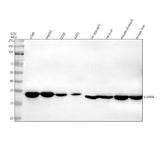 Anti-GLOD4 Antibody Picoband® Boster Bio