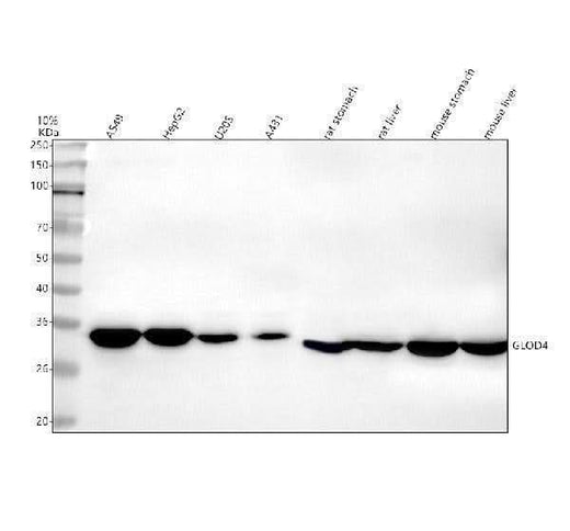 Anti-GLOD4 Antibody Picoband® Boster Bio