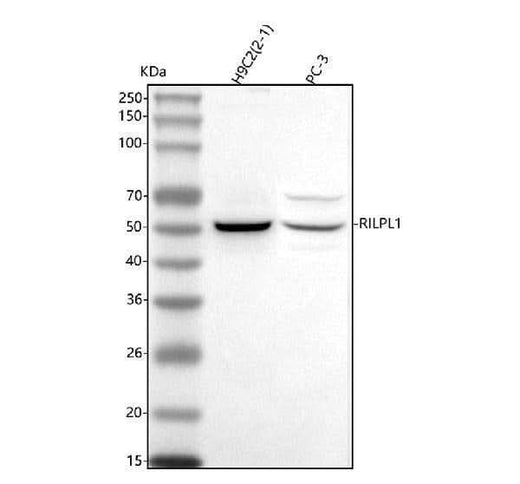 Anti-RILPL1 Antibody Picoband® Boster Bio