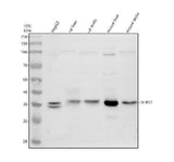 Anti-DHRS1 Antibody Picoband® Boster Bio