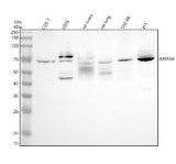 Anti-MXRA8 Antibody Picoband® Boster Bio