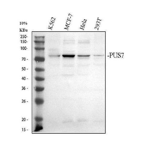 Anti-PUS7 Antibody Picoband® Boster Bio