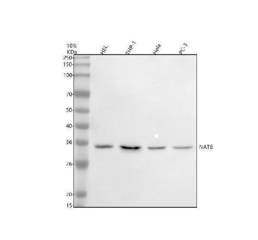 Anti-NAT6/FUS2/NAA80 Antibody Picoband® Boster Bio