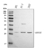 Anti-MARCHF2 Antibody Picoband® Boster Bio