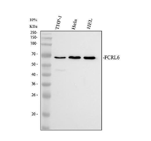 Anti-FCRL6 Antibody Picoband® Boster Bio