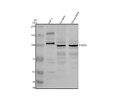 Anti-TDRD5 Antibody Picoband® Boster Bio