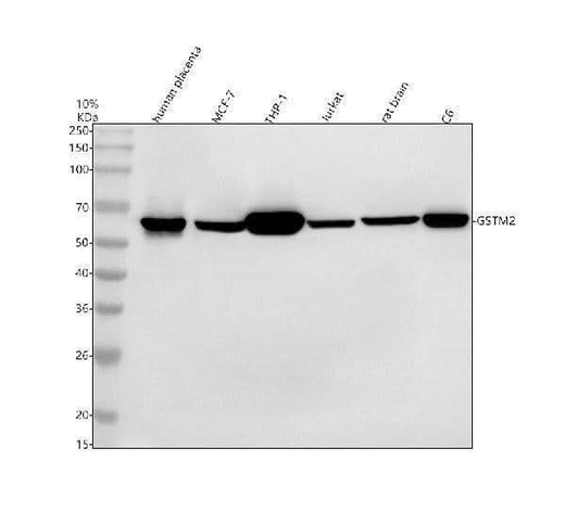 Anti-QRSL1 Antibody Picoband® Boster Bio