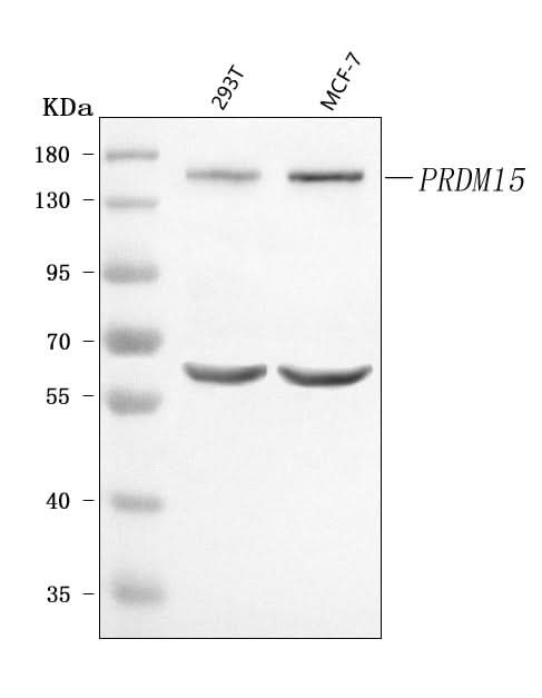 Anti-PRDM15 Antibody Picoband® Boster Bio
