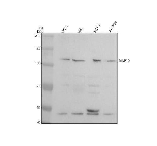 Anti-MAP10 Antibody Picoband® Boster Bio