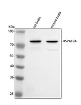 Anti-HSPA12A Antibody Picoband® Boster Bio
