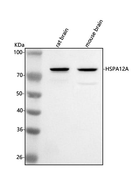 Anti-HSPA12A Antibody Picoband® Boster Bio